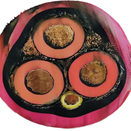 ����max(�й���)���޹�˾����