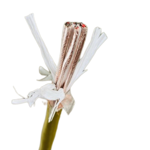 ����max(�й���)���޹�˾����